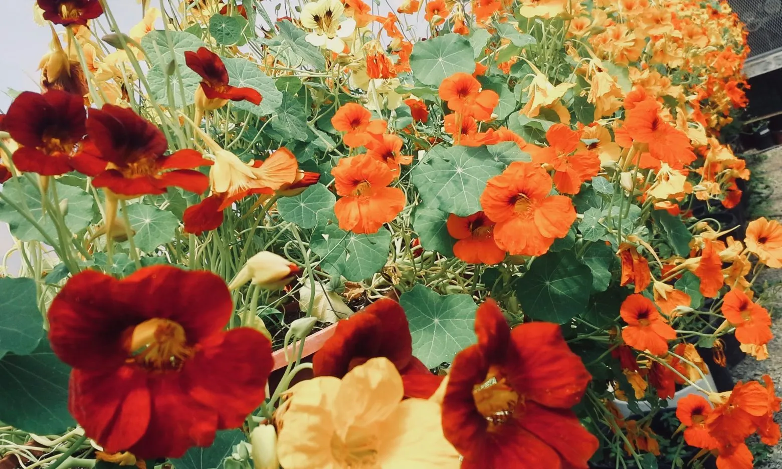 Edible Flowers